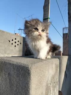 Persian fluffy kittens looking for new home