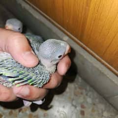 Ringneck Chick available Green Parrot Chicks