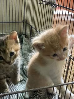 cat with 4 kittens