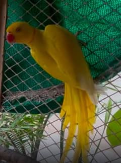 yellow Ringneck