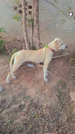 bully female for sale and exchange gultair patha ya Russian joray sa