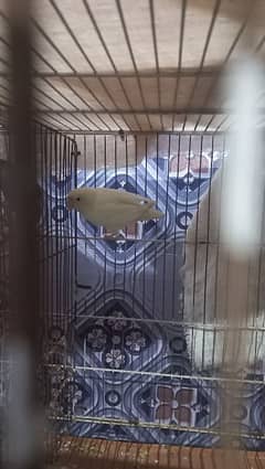 love birds for sale with cage