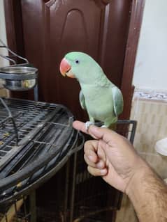 Pahari raw Alexander parrot for sale patha.