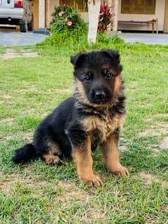 German Shepherd female puppy