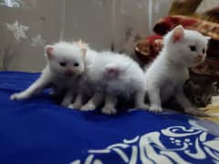 Persian cat mela and female 1 kitten 8000 urgent sale