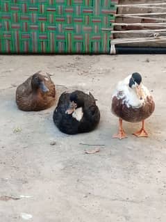 Ducks pair (1 Male + 2 Females ), 3 pieces in Total