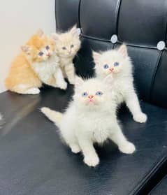 Persian Cat for sale my WhatsApp number 03238950275