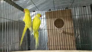 Yellow ringneck / Raw guaranteed breader pairs