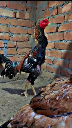 shamo adult breeder male chickes available