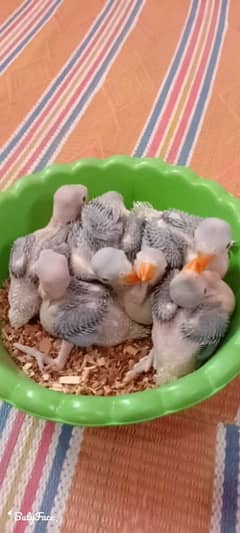 talking parrot chicks