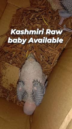 kashmiri Raw parrot baby available