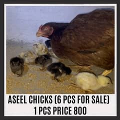 Aseel Chicks