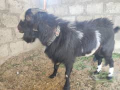 Gulabi Tedda Bakra Full Active & Healthy