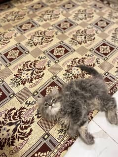 Persian cat 2 kitten for free.