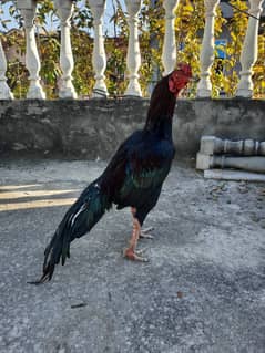 mianwali aseel bird for sale , age 2.5 years