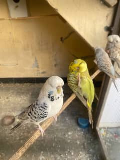 Exhibition Budgies