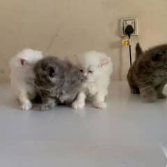 4 Persian kittens triple coats