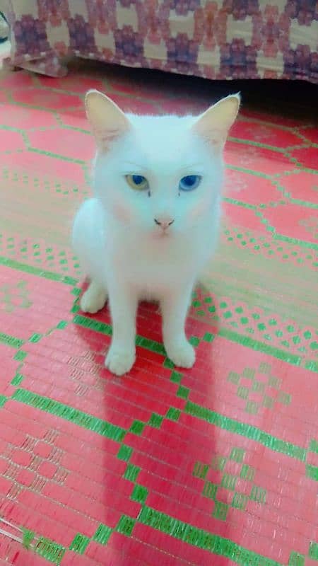 Persian cat for sale 2