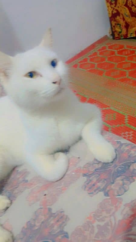 Persian cat for sale 5