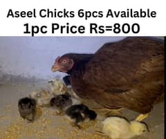 Aseel Chicks