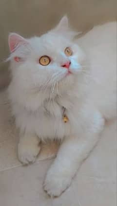 Ragdoll persian cat age 6 to 7 months