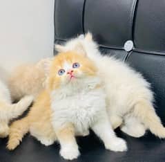 persian cat for sale 2 month age  WhatsApp No 03267720525