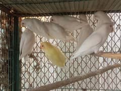 Albino Red eyes pathay Available