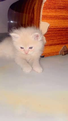 Persian male cat available kittens