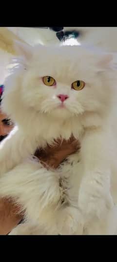 Persian cat for sale male or female my WhatsApp 0323=0097=122