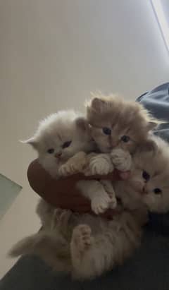 Persian Kittens tripple coat