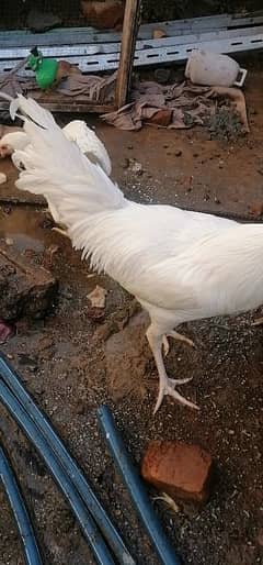 Aseel and Desi hens for sale