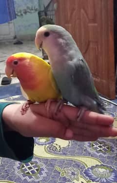 lovebirds hand tamed pair