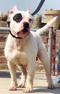 American bully pitbull cane corso 03234696626