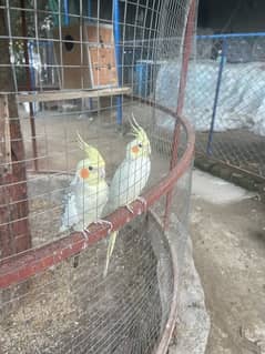 mix birds for sale (03348530655