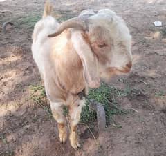 Male Pair of Goat