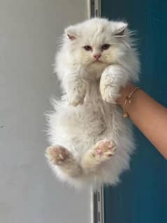 Persian cat vaccination ke liye for urgent sale 0326. . 7268. . 085