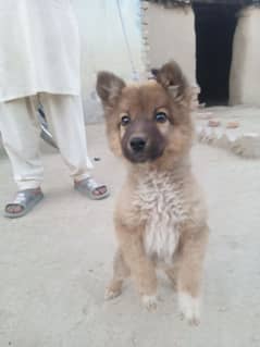 German Shepherd dog for sale only WhatsApp number0327/42/72/440