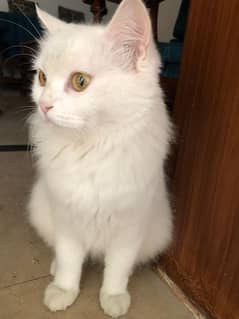 White Persian cat