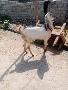 Bakra