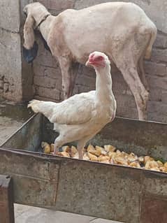 Paper white hen for sale eggs laying