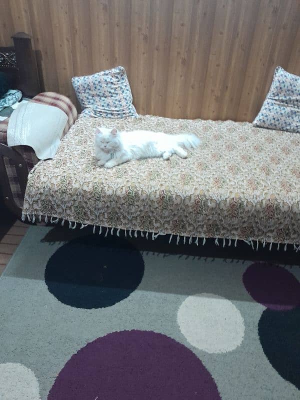 Persian cat available 1