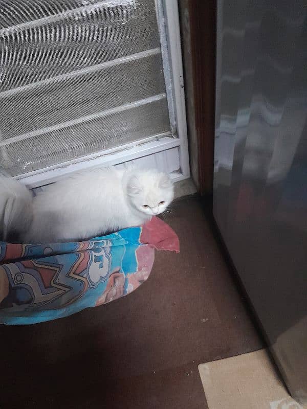 Persian cat available 2
