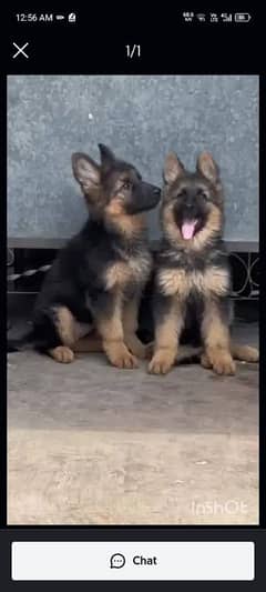 German shepherd puppies Double Coat Whatsapp 03221185228