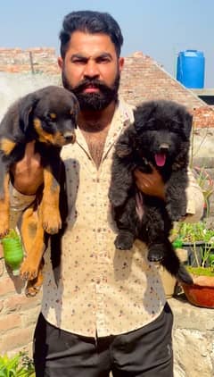 Rottweiler and German shepherd 03234696626