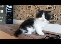 Persian kittens | Punch Face | Triple Coat | fluffy | cat