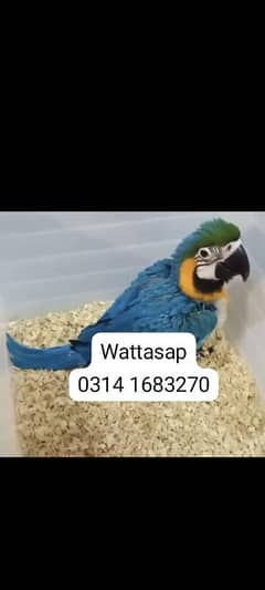 Bule Gold Macaw Available For Sale.