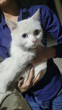 persian 2ble coat male with differ eye clrs