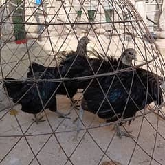 Ayam Cemani Grey Tongue Extreme quality 1+3 set available for sale