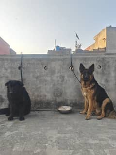 German shepherd Male and female