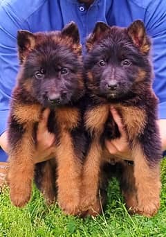 Top quality german Shepherd triple coat puppies available for sale